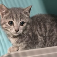 Galena, chatte à adopter