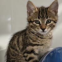 Anis, chat à adopter