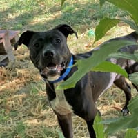 Onyx, chienne à adopter