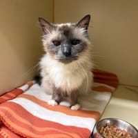 GASCO PAB28648, chat à adopter