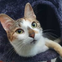 TAYLOR, chatte à adopter