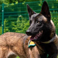 URUS, chien à adopter