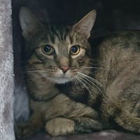 MIKA CHA, chat à adopter