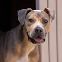 BRINDILLE VAA, chien à adopter