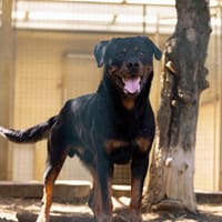 PRESTON VAA, chien à adopter