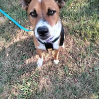ALOKA le beau gosse créole, chien à adopter