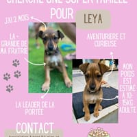 Leya, chienne à adopter