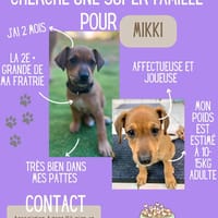 Mikki, chienne à adopter