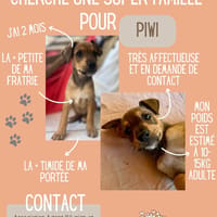 PIWI, chienne à adopter