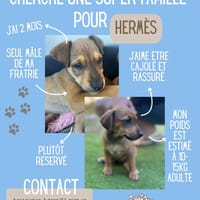 HERMES, chien à adopter