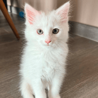 YETI, chat à adopter