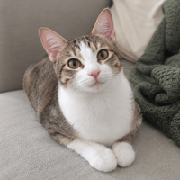 YOUNA, chatte à adopter