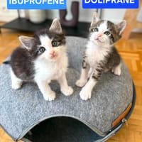 IBUPROFENE ET DOLIPRANE À ADOPTER ENSEMBLE, chat à adopter