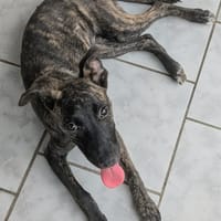 OLLIE, chiot femelle Berger Créole, chienne à adopter