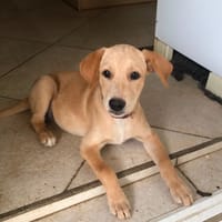 MYLO, chiot Berger Créole mâle, chien à adopter