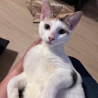 CHAT–KIRA, chaton femelle européen, chatte à adopter