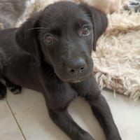 WILMA chiot femelle Berger Créole, chienne à adopter