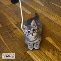 Clover, chatte à adopter