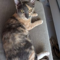 BABETH Chaton femelle type européen, chatte à adopter