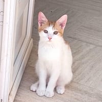 MIEL, chaton créole mâle, chat à adopter