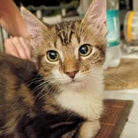 BARNABÉ, chaton type européen mâle, chat à adopter
