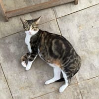 BONBONETTE, chatte européenne adulte, chatte à adopter