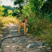 ZUKA, chienne à adopter