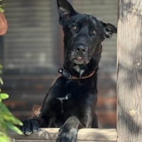 SHADOW (Maria), chien à adopter