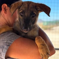 RANGER (Maria), chien à adopter