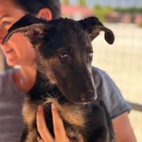 HAVEN (Maria), chienne à adopter