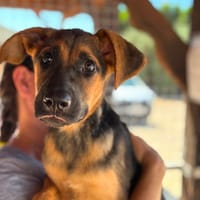 NOVA (Maria), chienne à adopter