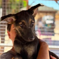 ATLAS (Maria), chien à adopter