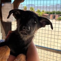 COMPASS (Maria), chien à adopter
