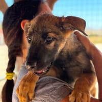 SCOUT (Maria), chien à adopter