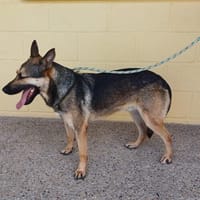 COCO (Maria), chien à adopter