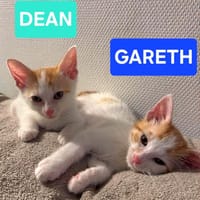 DEAN ET GARETH À ADOPTER EN DUO OU SEUL SI DÉJÀ UN CHAT PRÉSENT CHEZ VOUS, chat à adopter