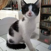 BAHIA, chatte à adopter