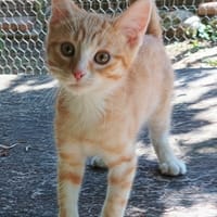 BALOO, chat à adopter
