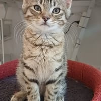 BANZAI, chat à adopter