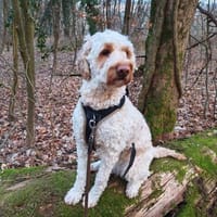 Charlie  schlaue Spürnase sucht sein Für-immer-Zuhause, Hund zur Adoption