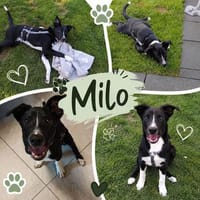 Milo, Hund zur Adoption
