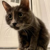 Krasota, Katze zur Adoption