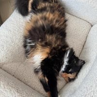 Sonja, Katze zur Adoption
