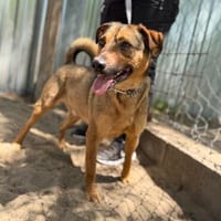 Pepe (Prometeusz)-Sensibler Hund sucht Menschen mit Geduld u, Hund zur Adoption