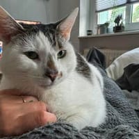 Lotti, Katze zur Adoption