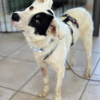 Oreo sucht sein Für-immer-Zuhause 🐾, Hund zur Adoption