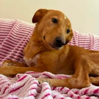 Mandala auf PS in Berlin, Hündin zur Adoption
