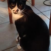 Soul ~ 1 Jahr such sein für immer zuhause, Kater zur Adoption