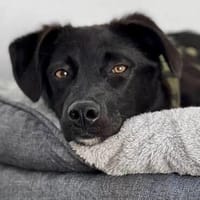 VETO Welpe Benito in Sachsen, Hund zur Adoption