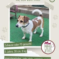 Pars sucht ein Zuhause, Hund zur Adoption